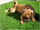Green Landscaping Pet Cỏ nhân tạo PP Fibrillated Yarn 10mm